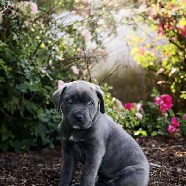 Fiona, Cane Corso Puppy